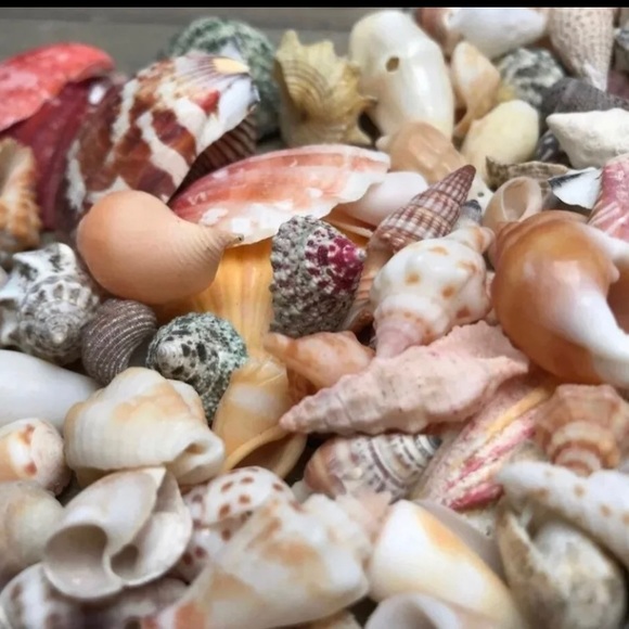 100 Real Seashells Mixed Grab Bag Lot for diy nautical decor or crafting - Picture 11 of 13
